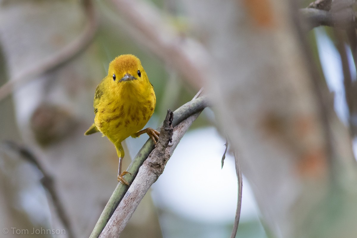 Yellow Warbler (Golden) - ML89316411