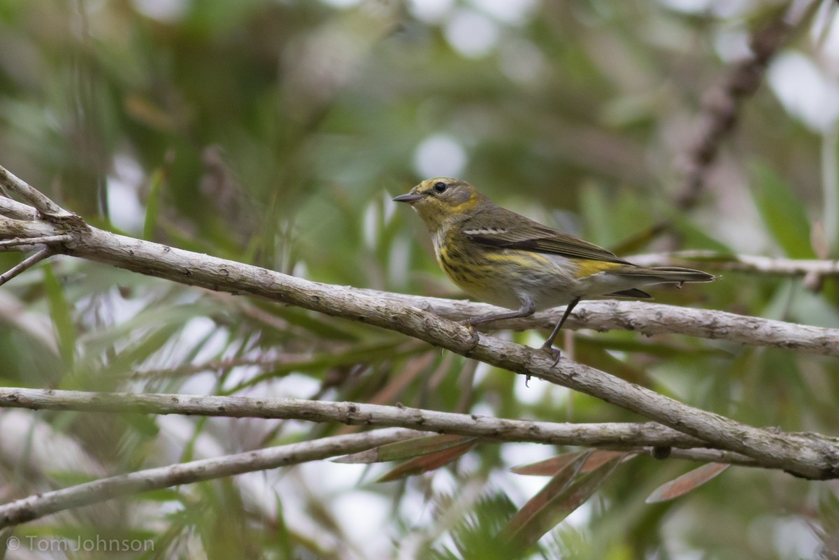 Cape May Warbler - ML89317691