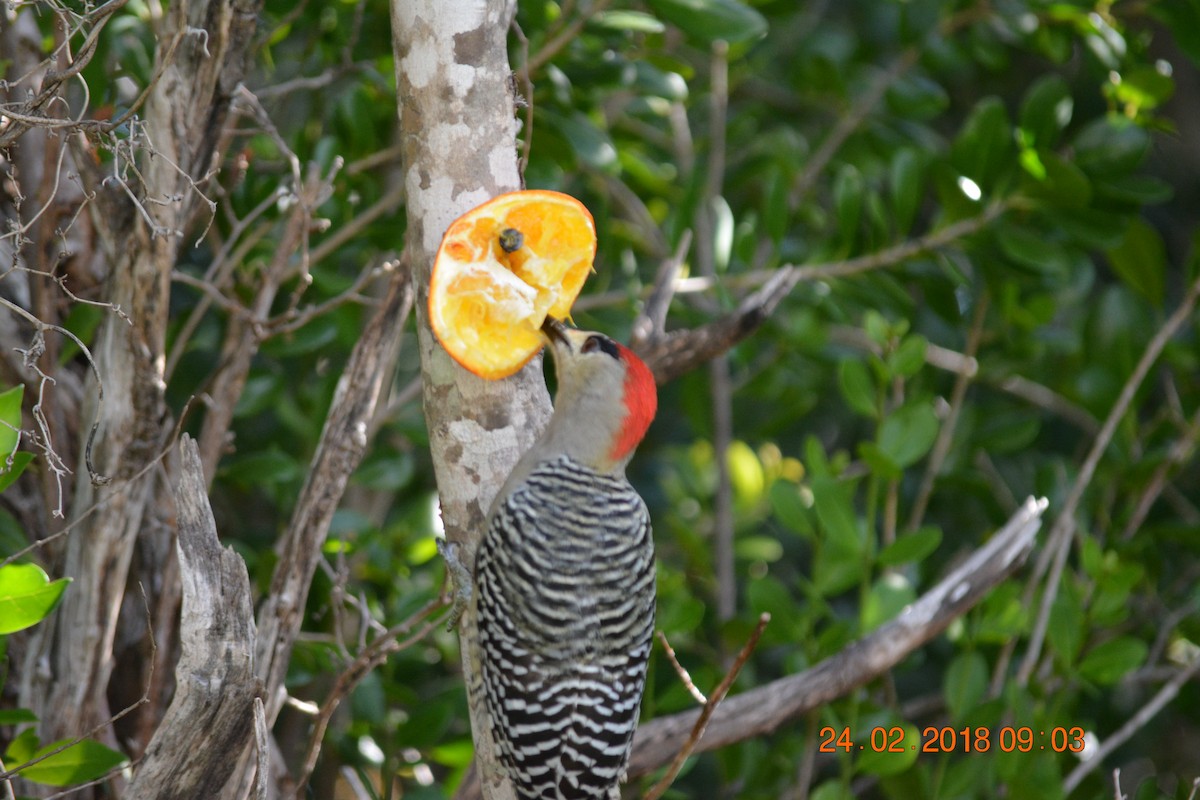West Indian Woodpecker - ML89317871