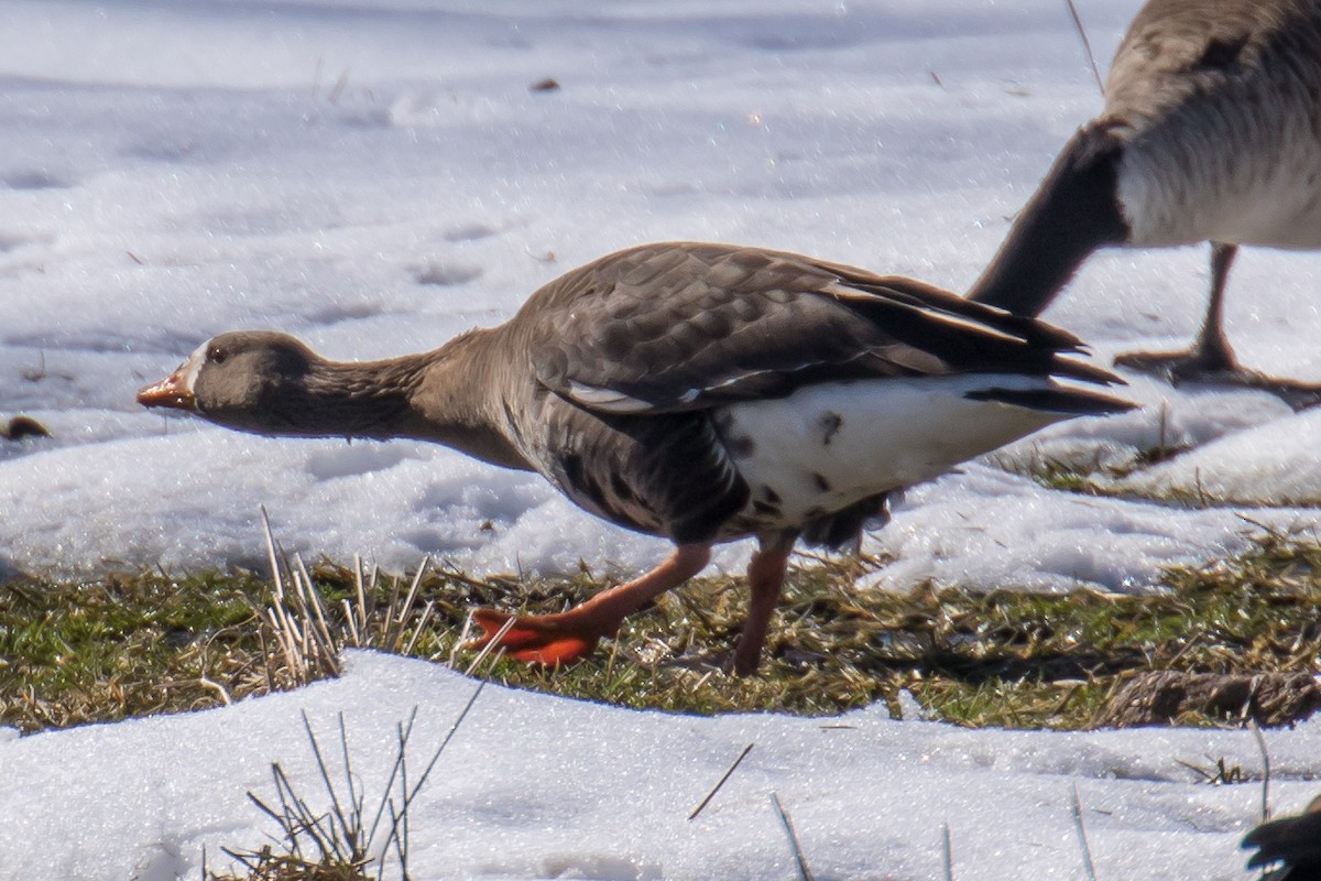 Greater White-fronted Goose - Chris S. Wood