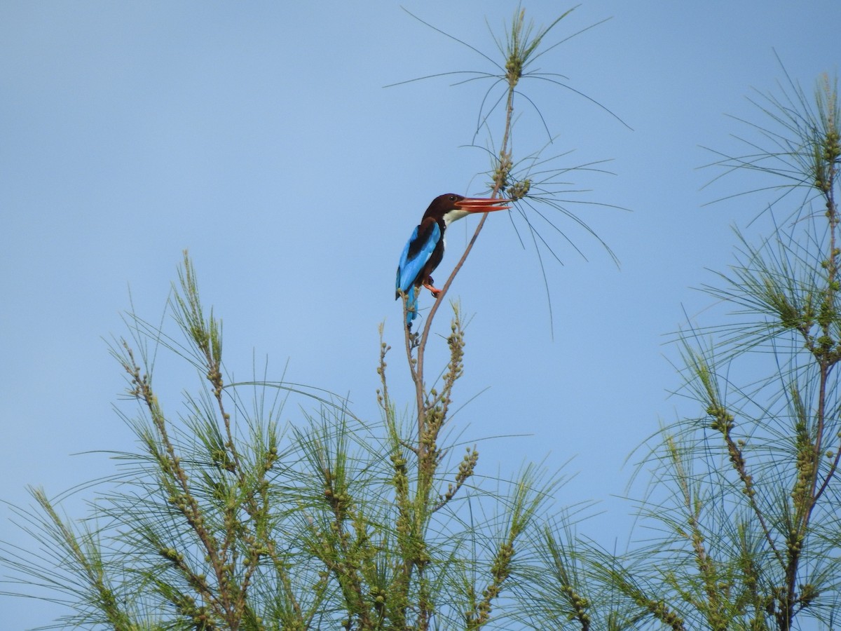 White-throated Kingfisher - David Ratcliffe
