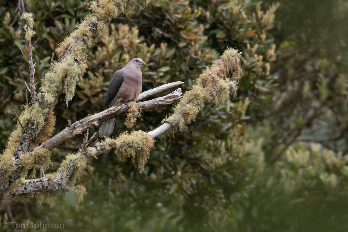 Ring-tailed Pigeon - ML89319261