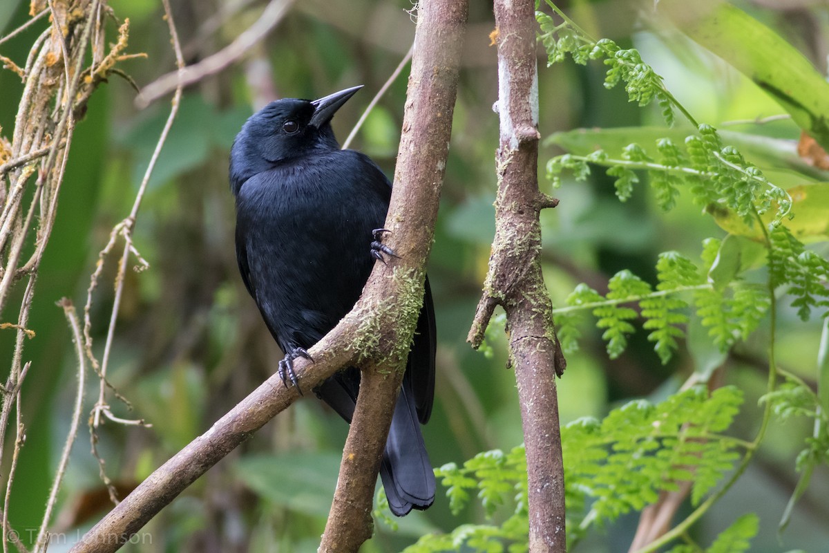Jamaican Blackbird - ML89319491