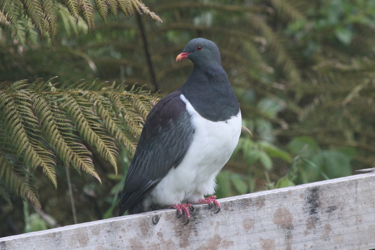 Chatham Island Pigeon - James (Jim) Holmes