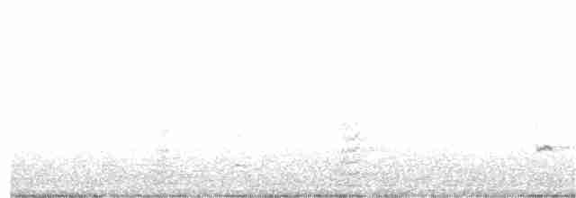 Sarcelle d'hiver (carolinensis) - ML89320411