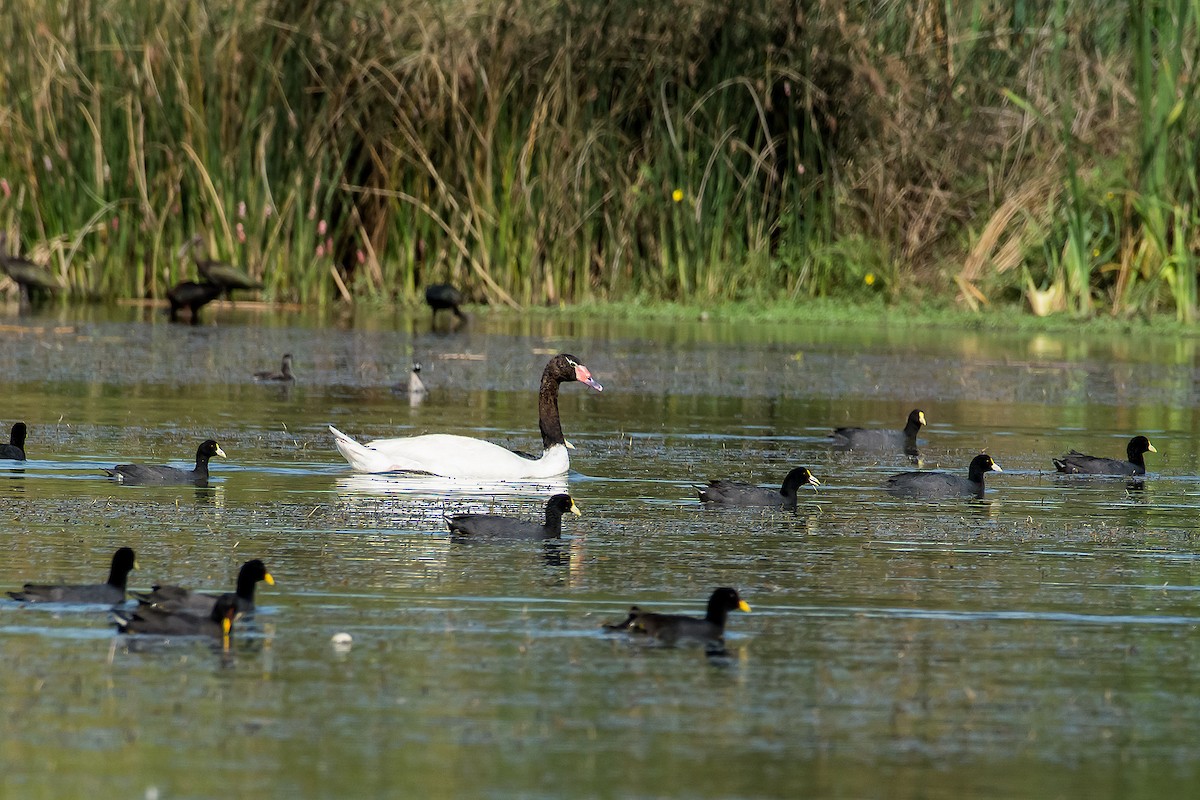 Black-necked Swan - ML89321531
