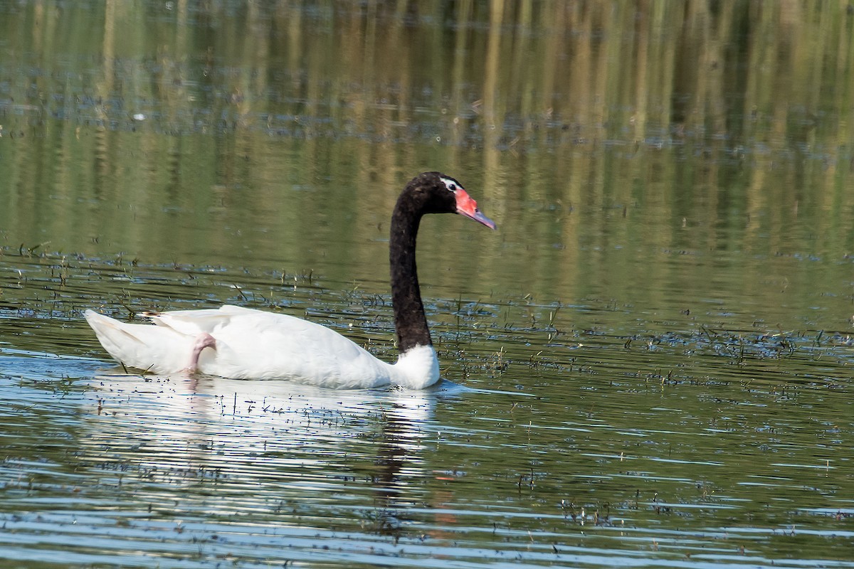 Black-necked Swan - ML89321951