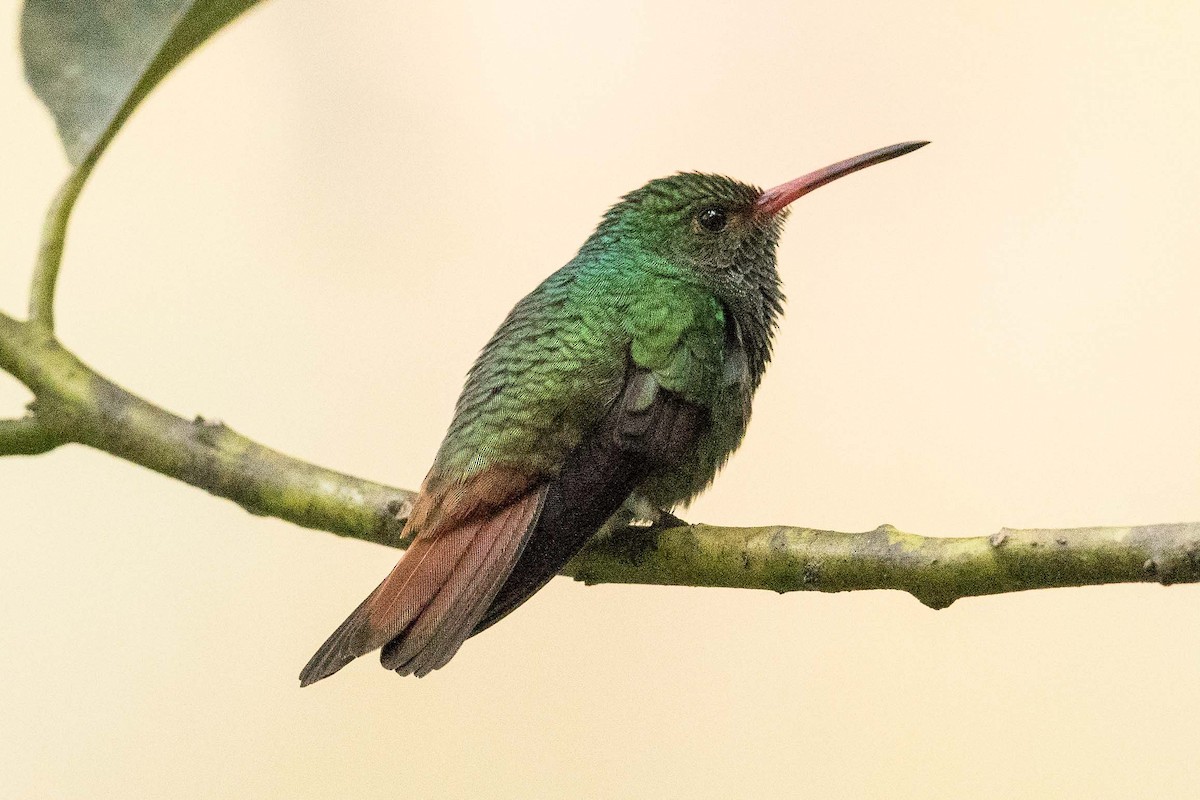 Rufous-tailed Hummingbird - Eric VanderWerf