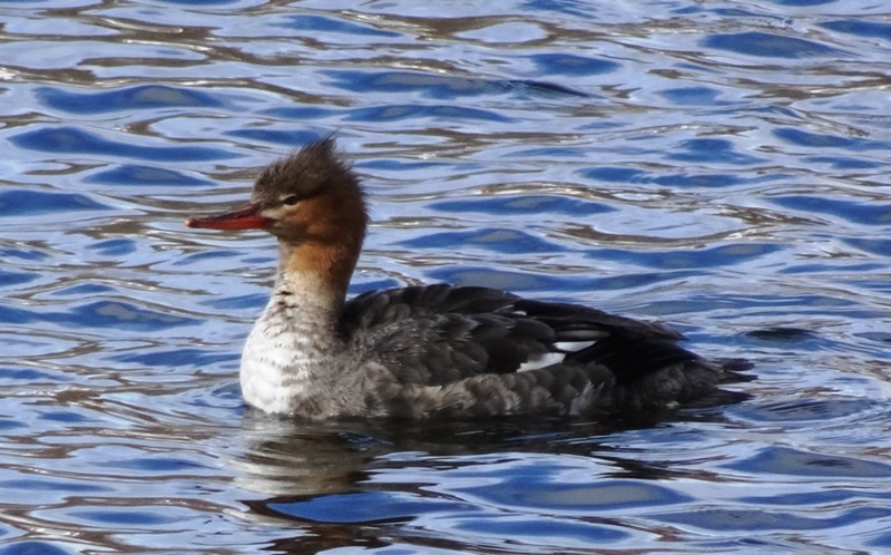 Red-breasted Merganser - Paolo Matteucci