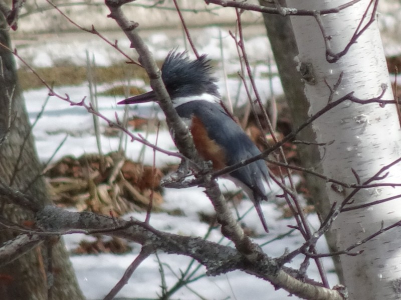 Belted Kingfisher - ML89322531