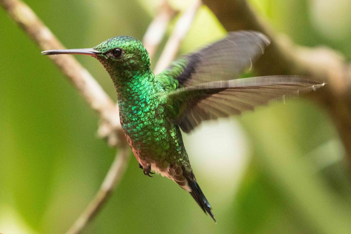 Steely-vented Hummingbird - Eric VanderWerf