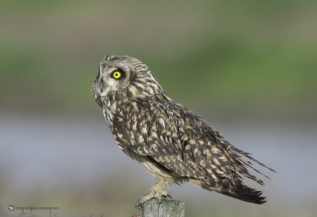 Short-eared Owl - Rogério Rodrigues