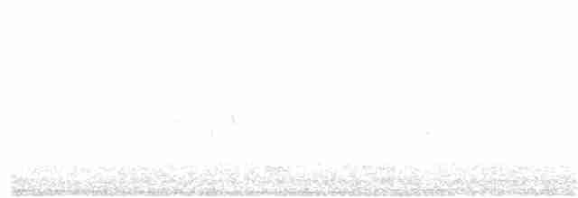 Fleckengrundammer [oregonus-Gruppe] - ML89323411