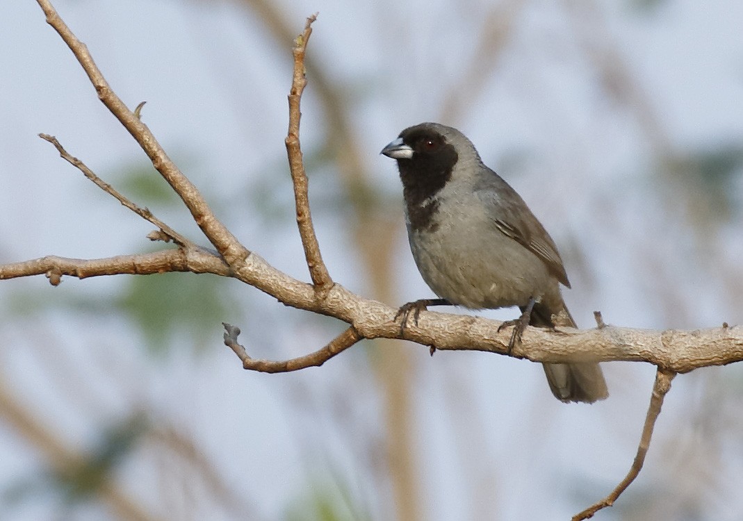 Black-faced Tanager - ML89328841