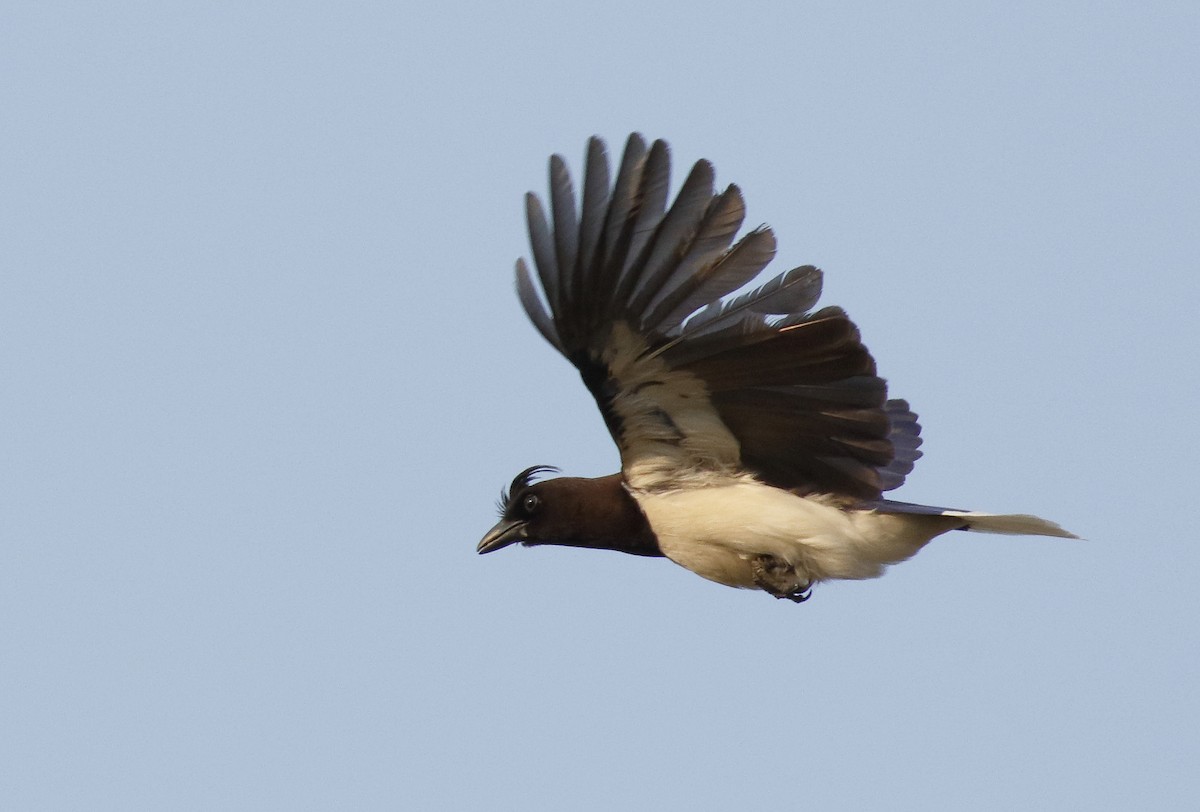 Curl-crested Jay - ML89329061