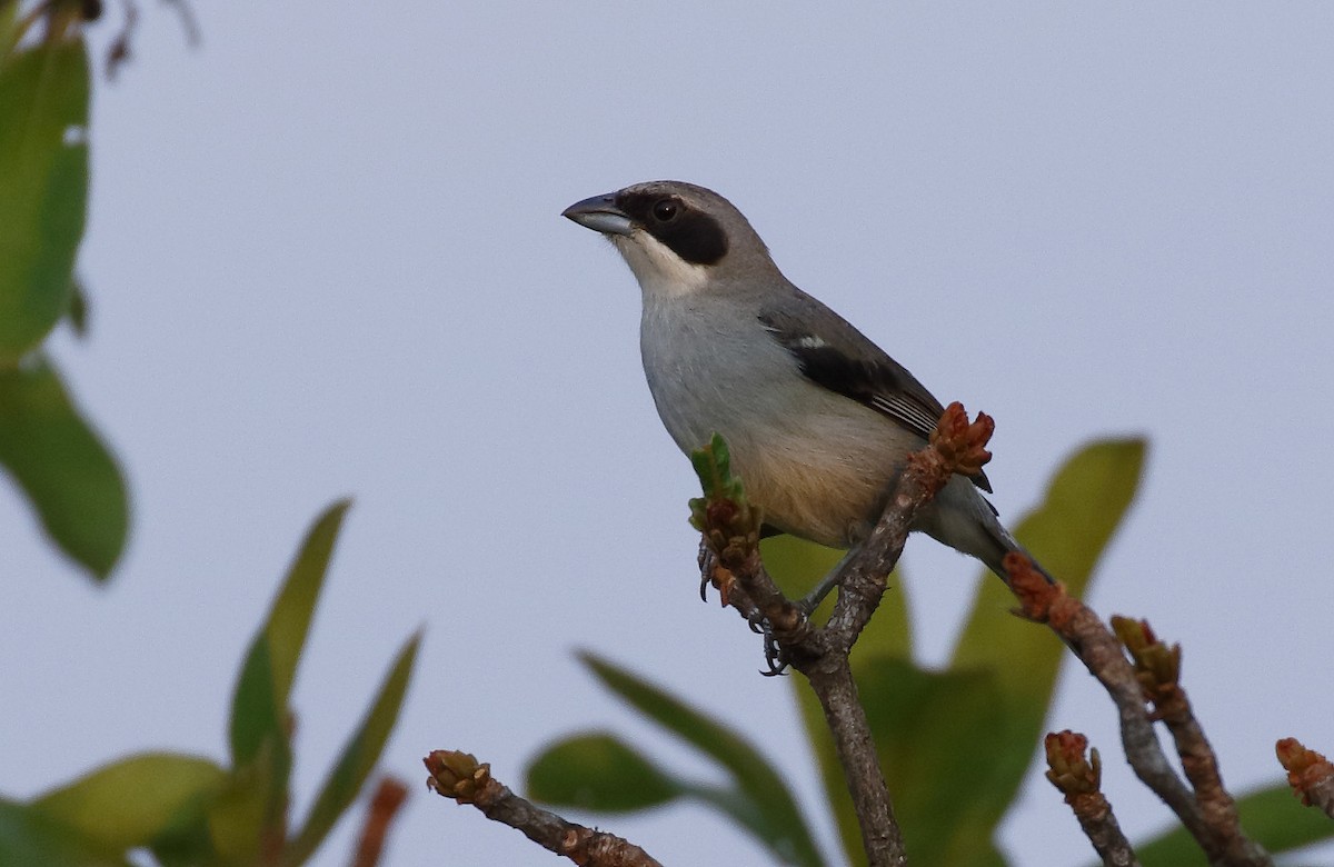 White-banded Tanager - ML89330071