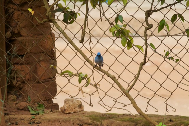 African Blue Flycatcher - Gary Brunvoll
