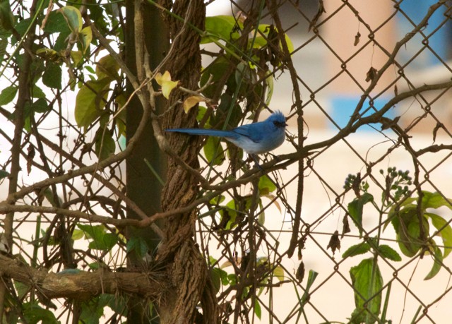 African Blue Flycatcher - Gary Brunvoll