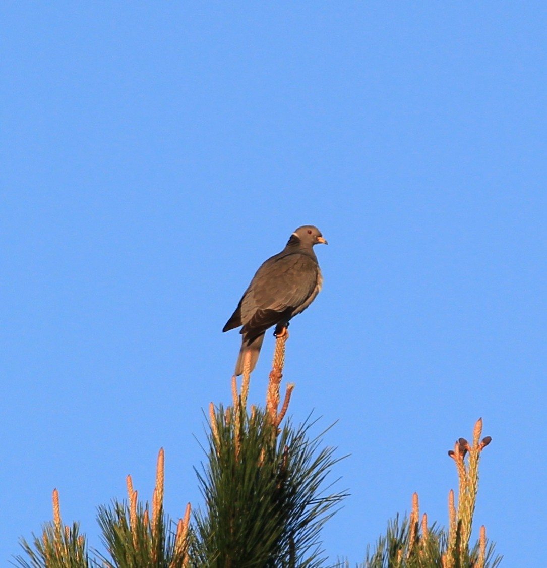 Band-tailed Pigeon - ML89335991