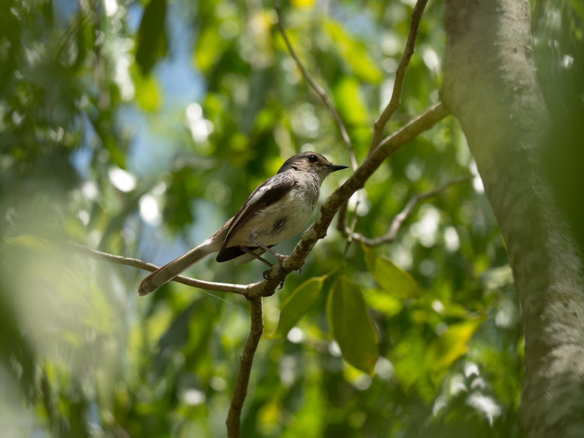 Madagascar Magpie-Robin - Randall Siebert