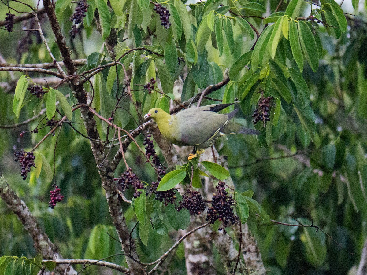 Madagascar Green-Pigeon - ML89339921