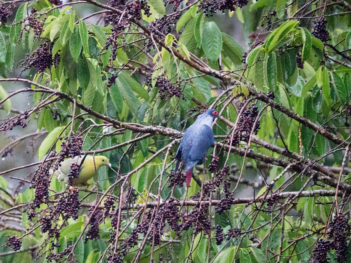 Madagascar Blue-Pigeon - Randall Siebert