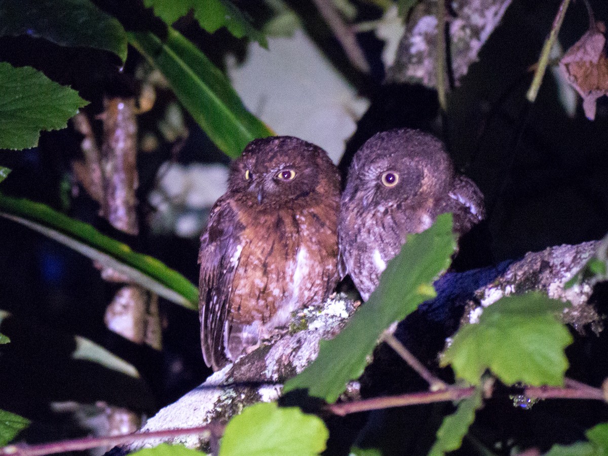 Madagascar Scops-Owl (Rainforest) - ML89340201