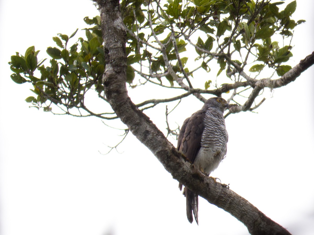 Madagascar Sparrowhawk - Randall Siebert