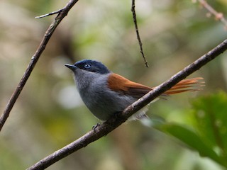  - Mascarene Paradise-Flycatcher
