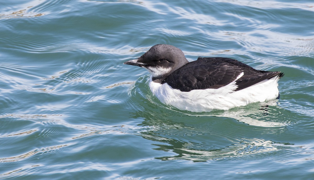 Thick-billed Murre - ML89345821
