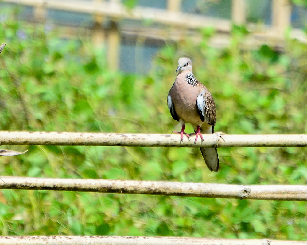 Spotted Dove - JW  Mills