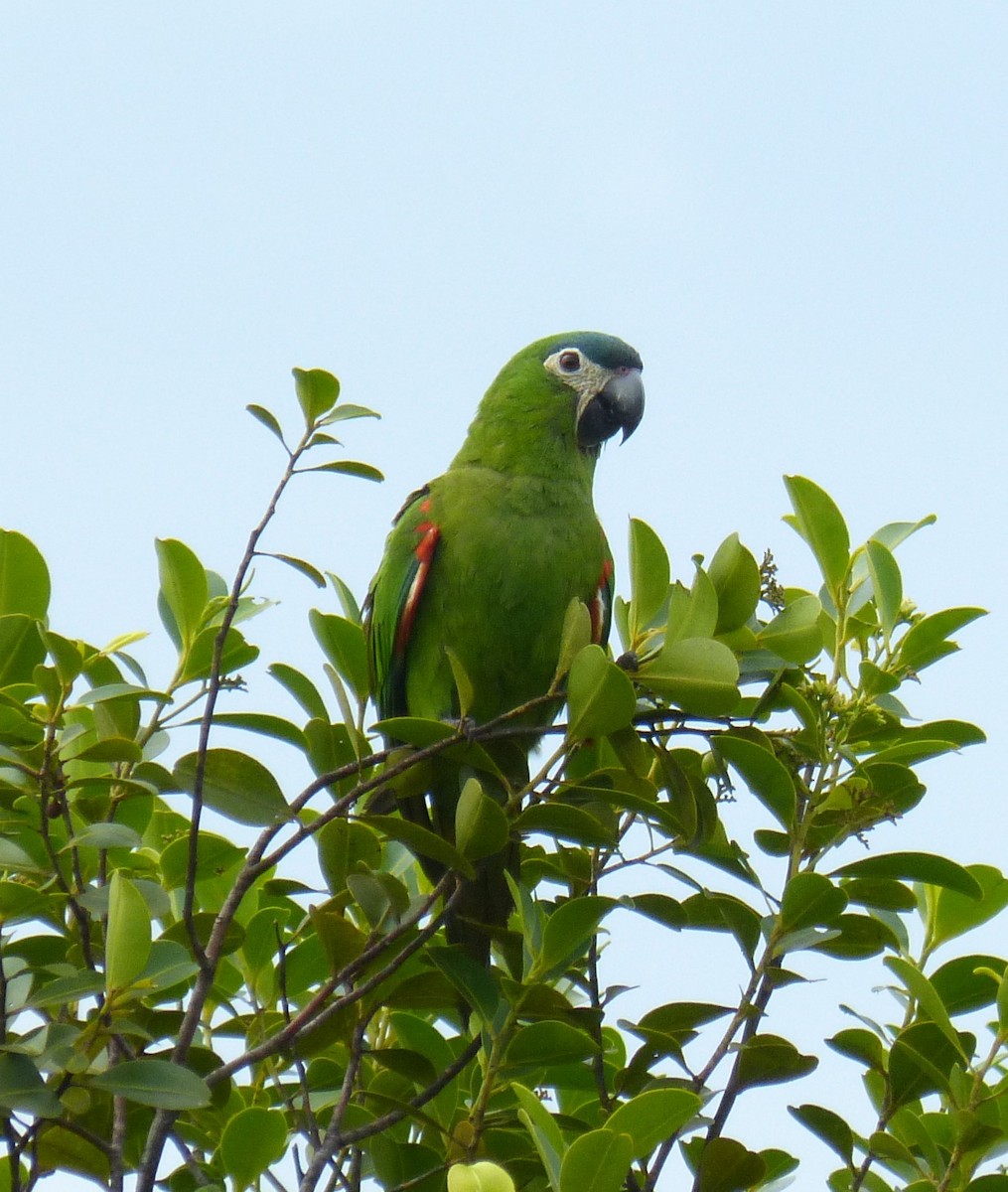 Red-shouldered Macaw (Northern) - ML89348641