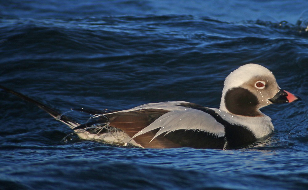 Long-tailed Duck - Corey Finger