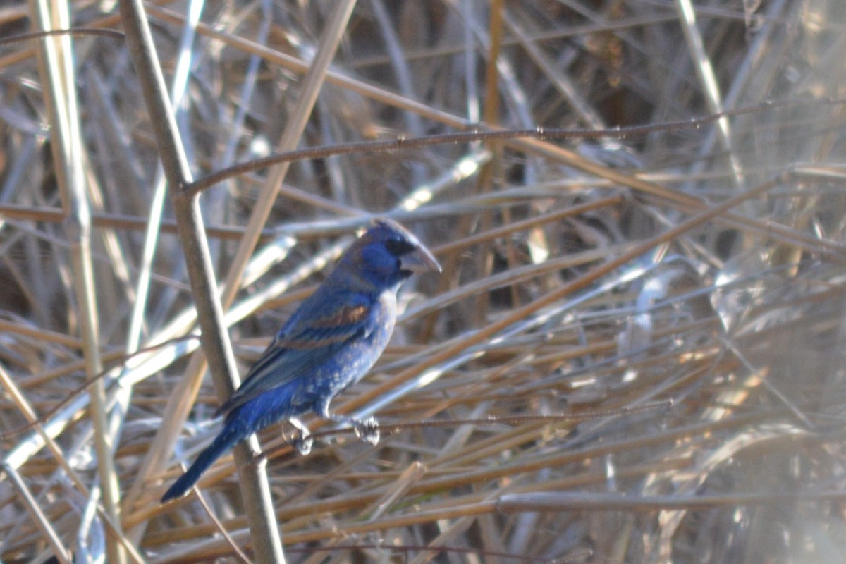Blue Grosbeak - Carlos Mancera (Tuxtla Birding Club)