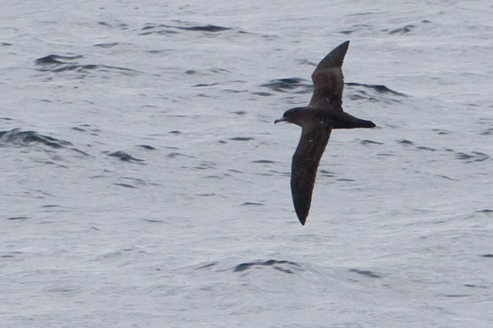 Flesh-footed Shearwater - ML89349371
