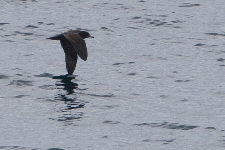 Flesh-footed Shearwater - ML89349381