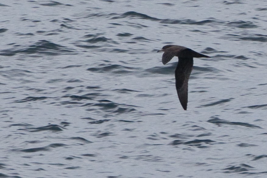 Flesh-footed Shearwater - ML89349391