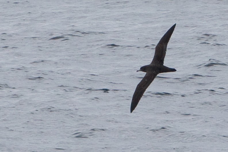 Flesh-footed Shearwater - ML89349401