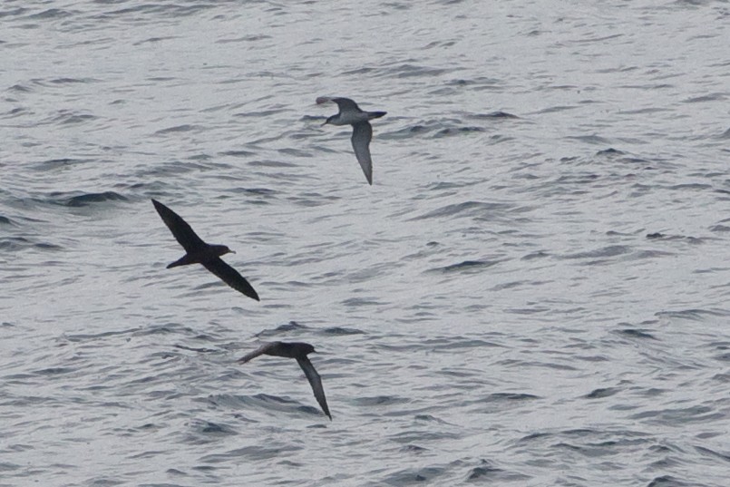Flesh-footed Shearwater - ML89349411