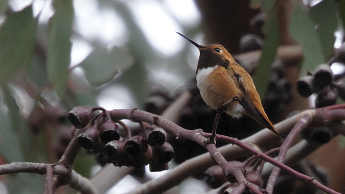 Rufous Hummingbird - Mark Scheel