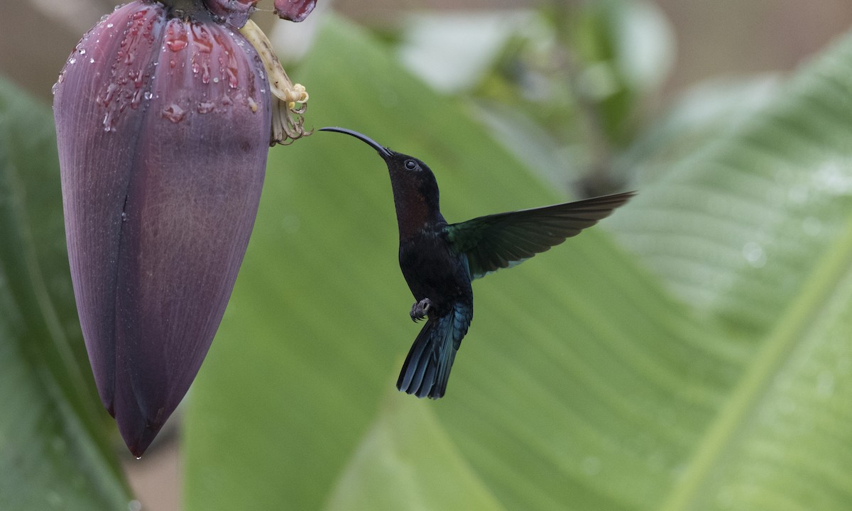 kolibřík nachovohrdlý - ML89351301