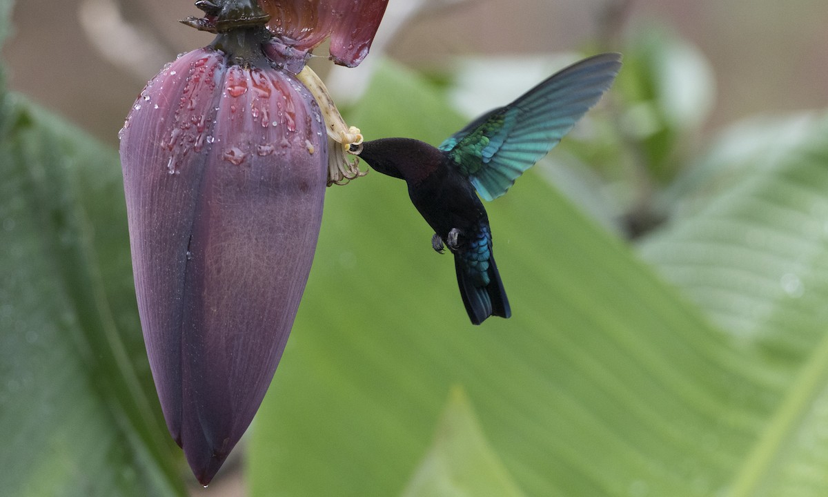 Пурпурногорлый колибри - ML89351321