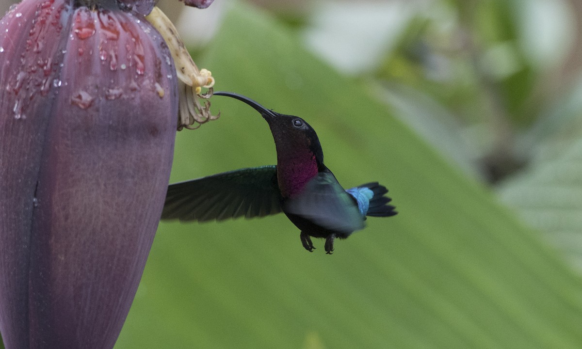 Пурпурногорлый колибри - ML89351341