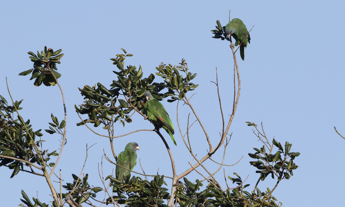 Red-necked Parrot - ML89351641