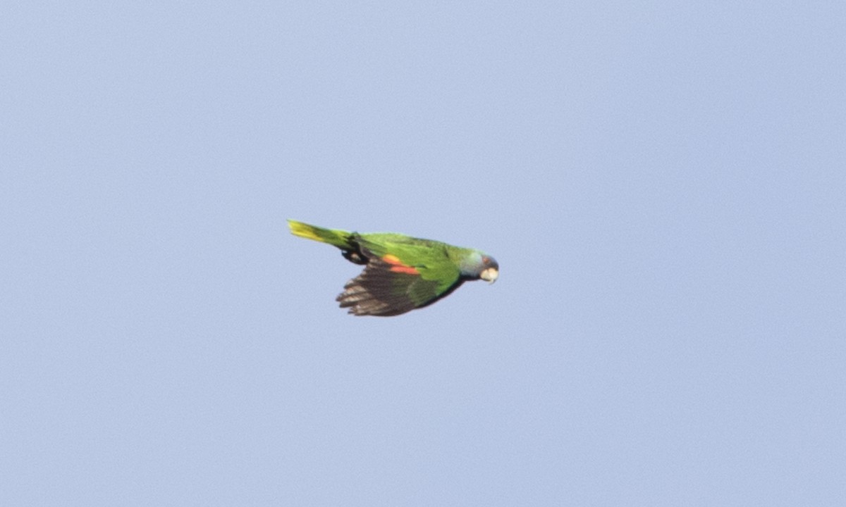 Red-necked Parrot - ML89351771