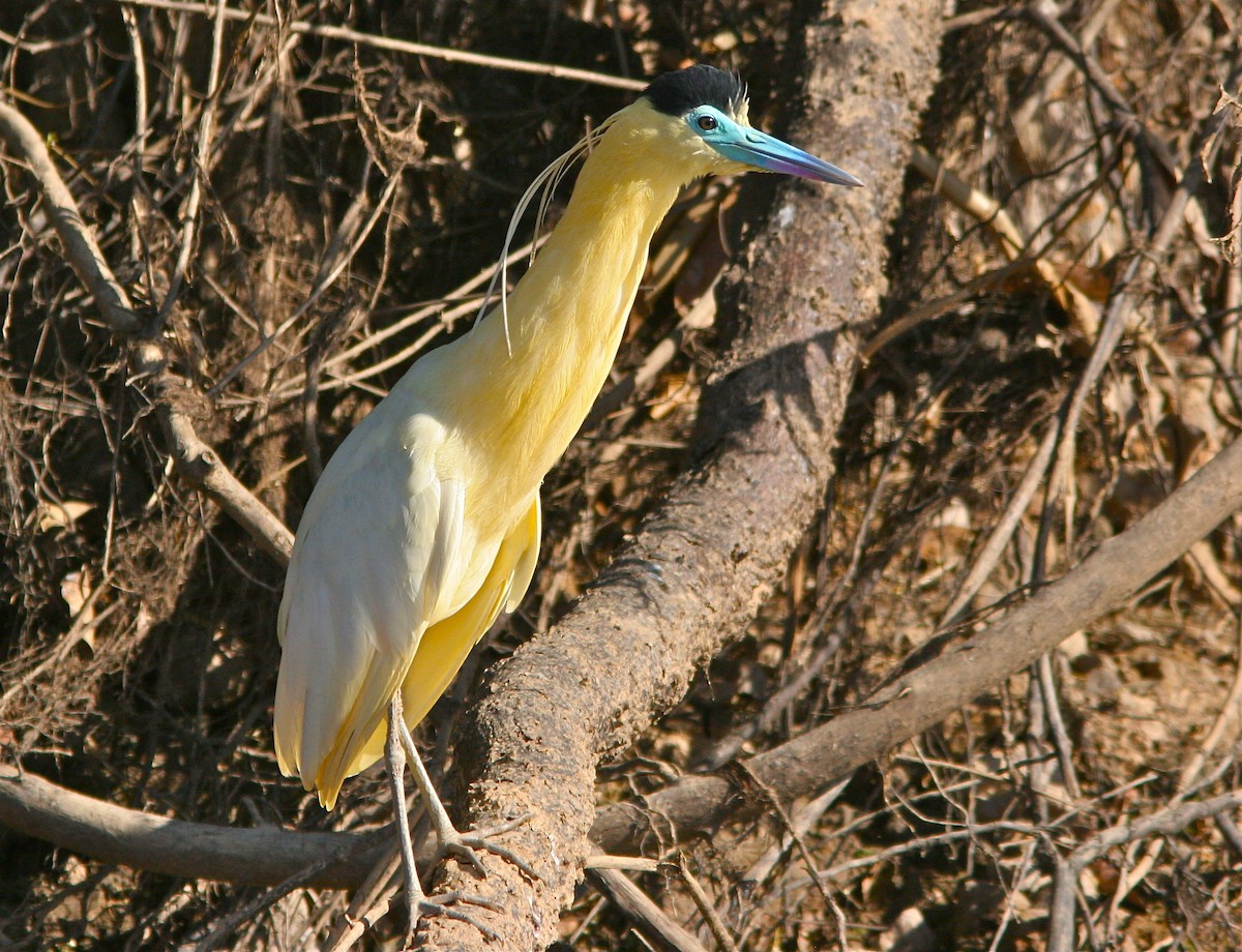 Capped Heron - Don Roberson