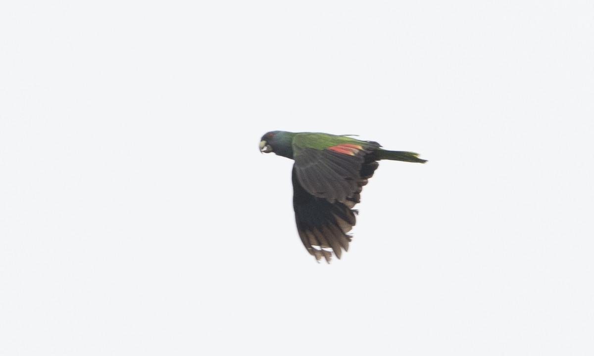 Red-necked Parrot - Brian Sullivan