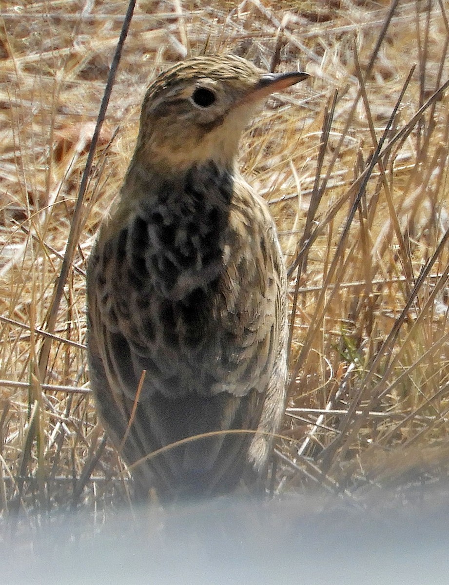 pipit sp. - ML89354851