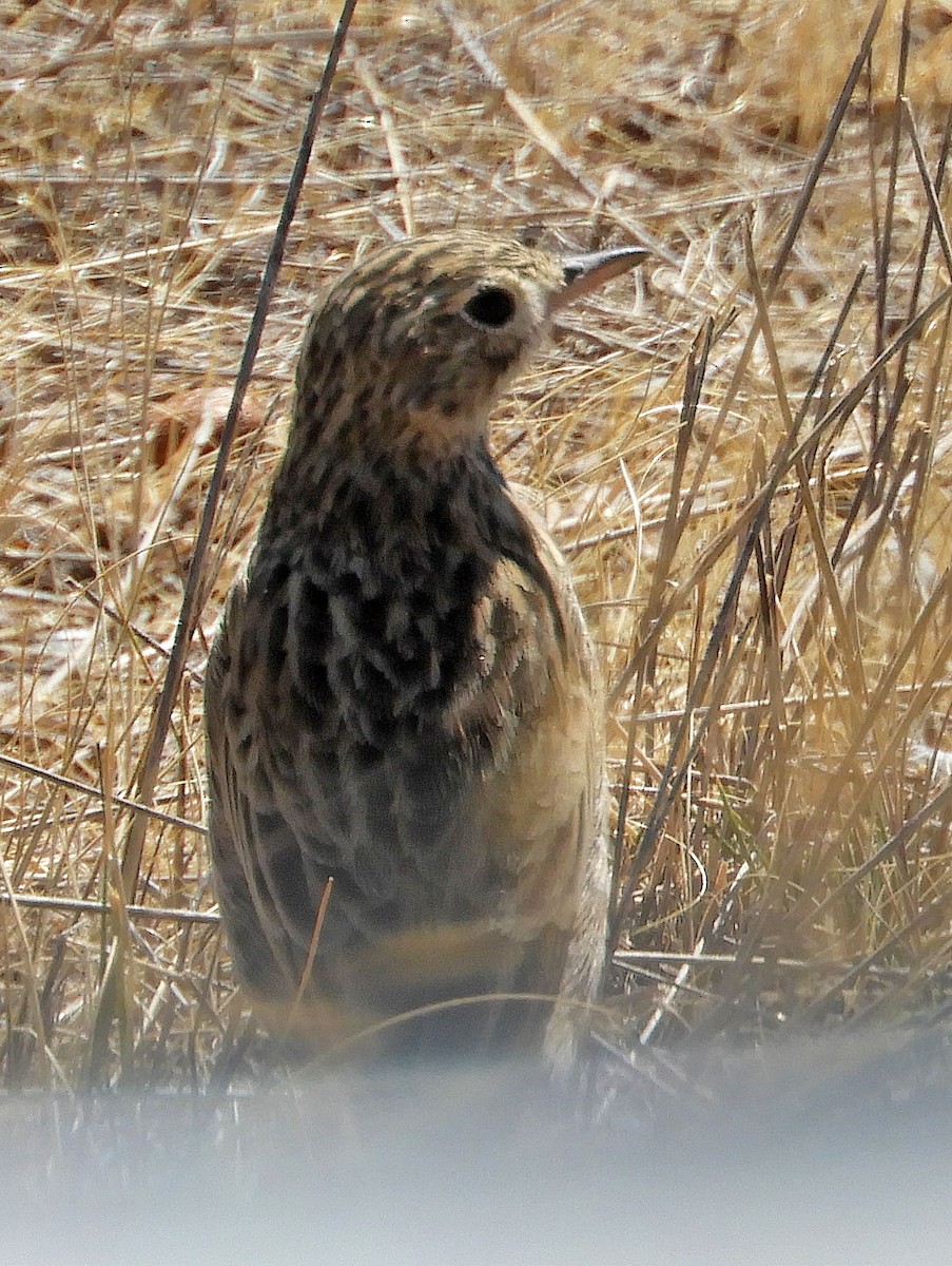 pipit sp. - ML89354861