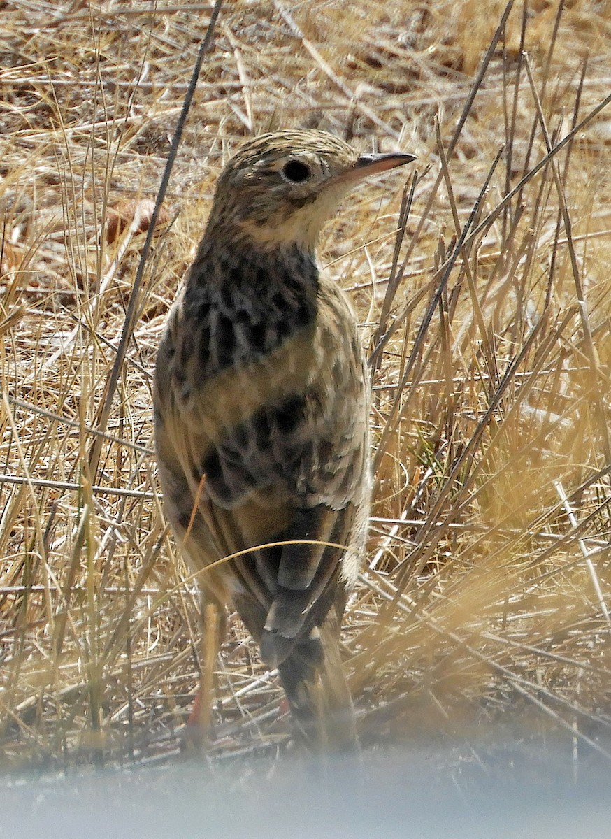 pipit sp. - ML89354871